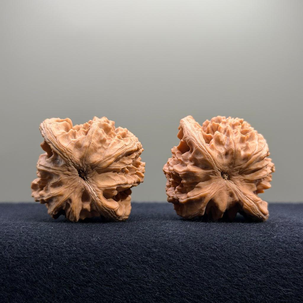 Coiled Dragon Tiger Head Wenwan Walnut · 41mm · Natural · Entry Ritual