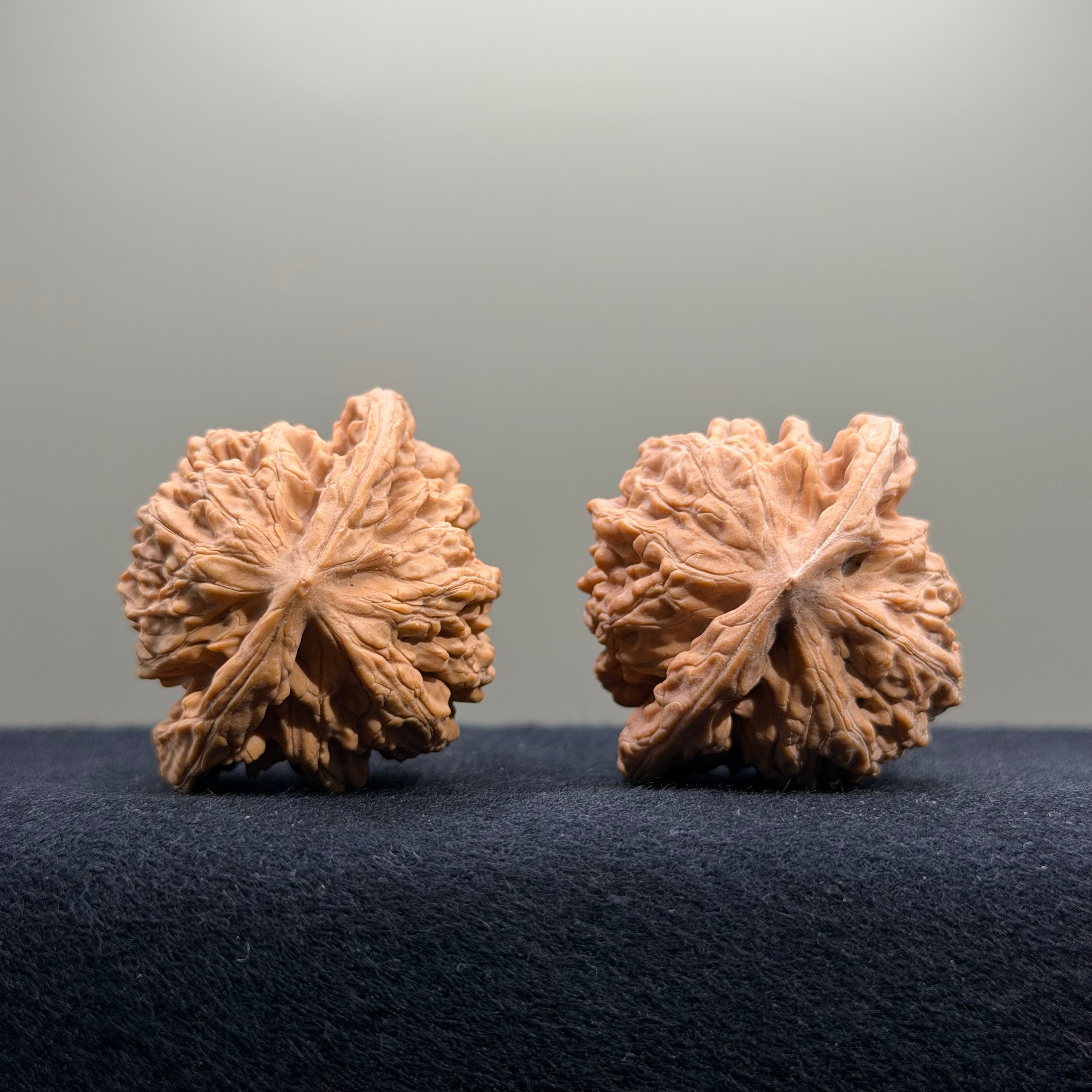 Coiled Dragon Tiger Head Wenwan Walnut · 40mm · Natural · Entry Ritual