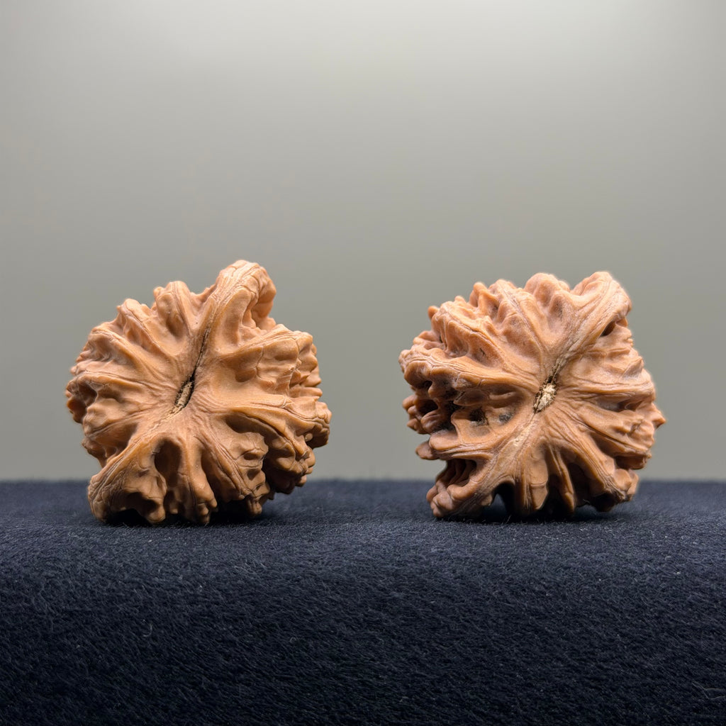Coiled Dragon Tiger Head Wenwan Walnut · 40mm · Natural · Entry Ritual