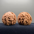Coiled Dragon Tiger Head Wenwan Walnut · 41mm · Natural · Entry Ritual