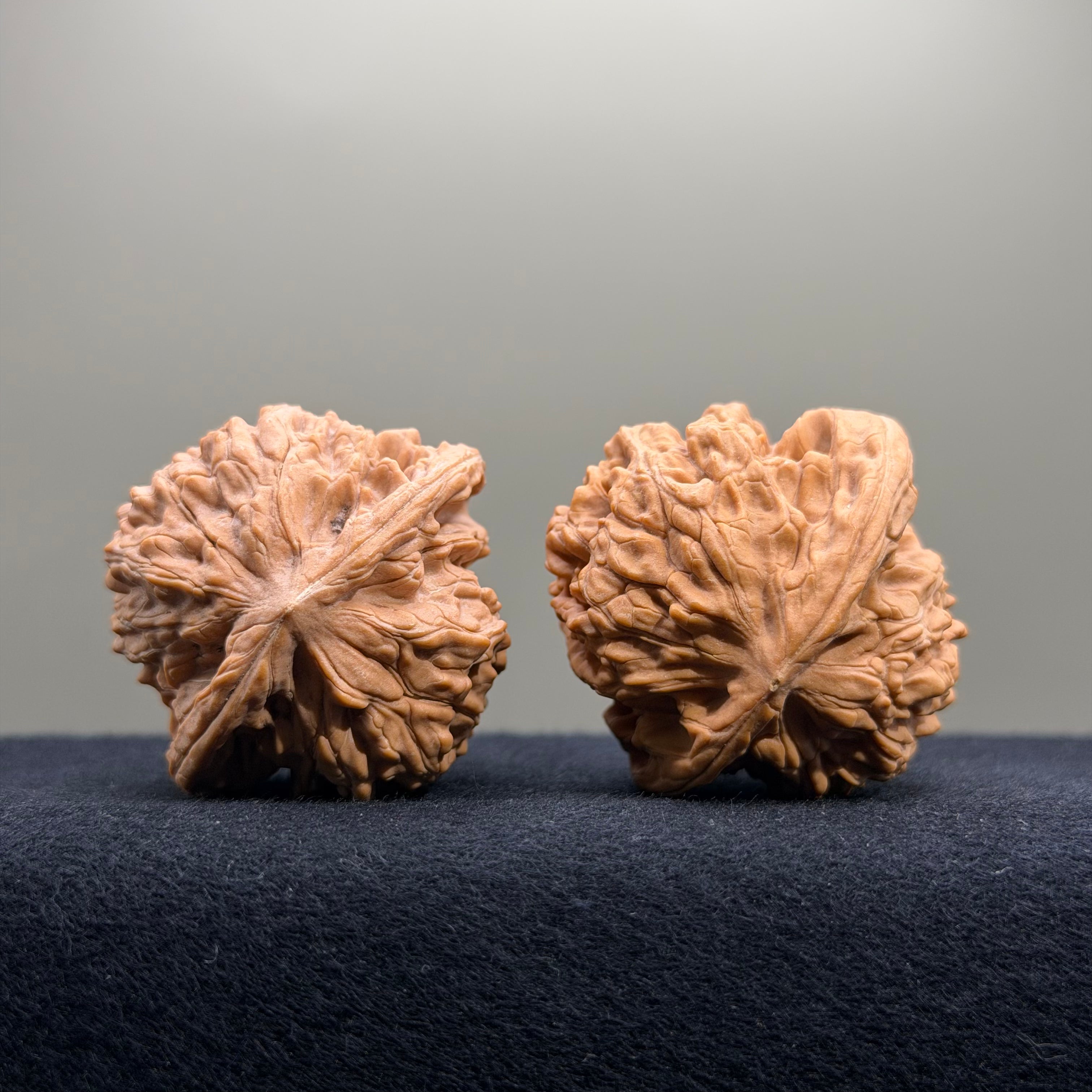 Coiled Dragon Tiger Head Wenwan Walnut · 41mm · Natural · Entry Ritual