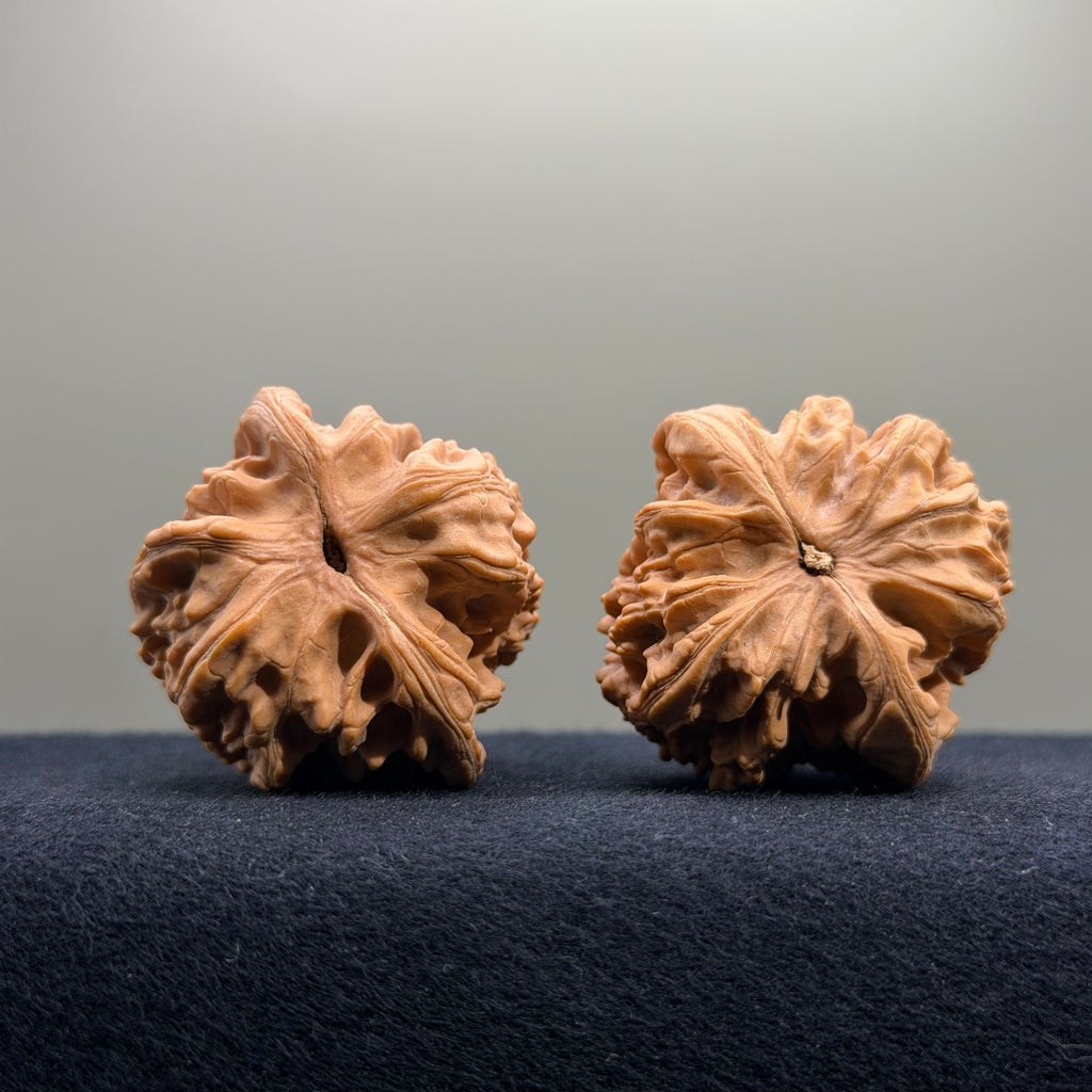 Coiled Dragon Tiger Head Wenwan Walnut · 41mm · Natural · Entry Ritual