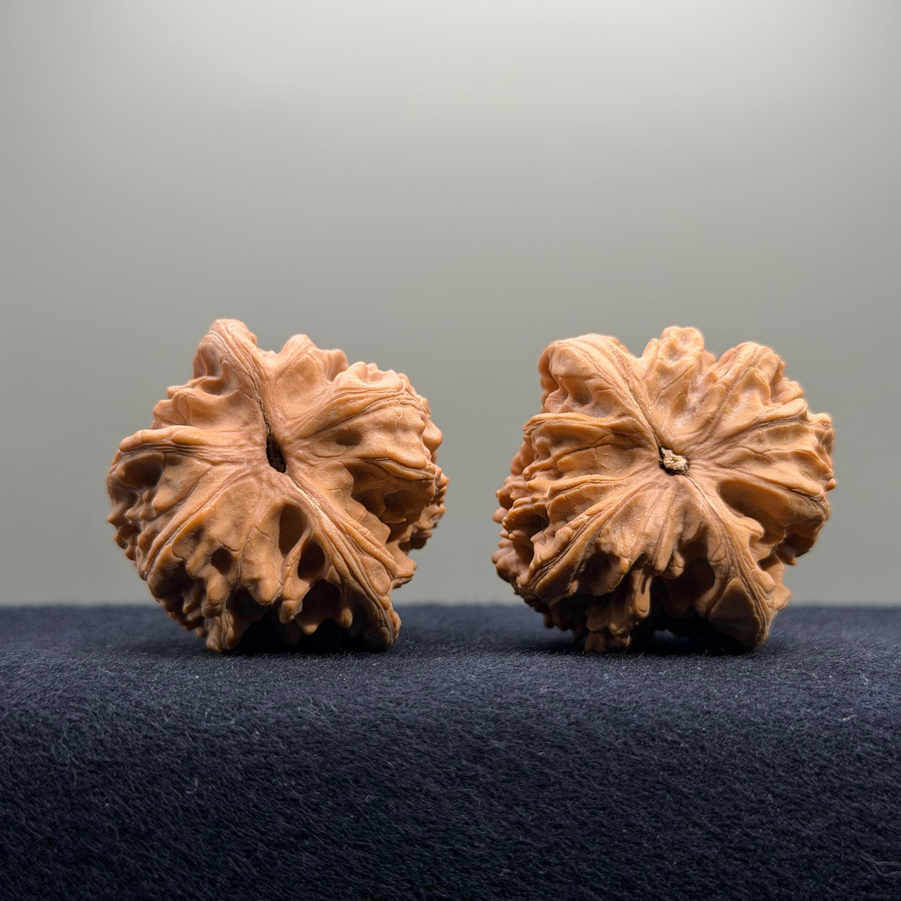 Coiled Dragon Tiger Head Wenwan Walnut · 41mm · Natural · Entry Ritual