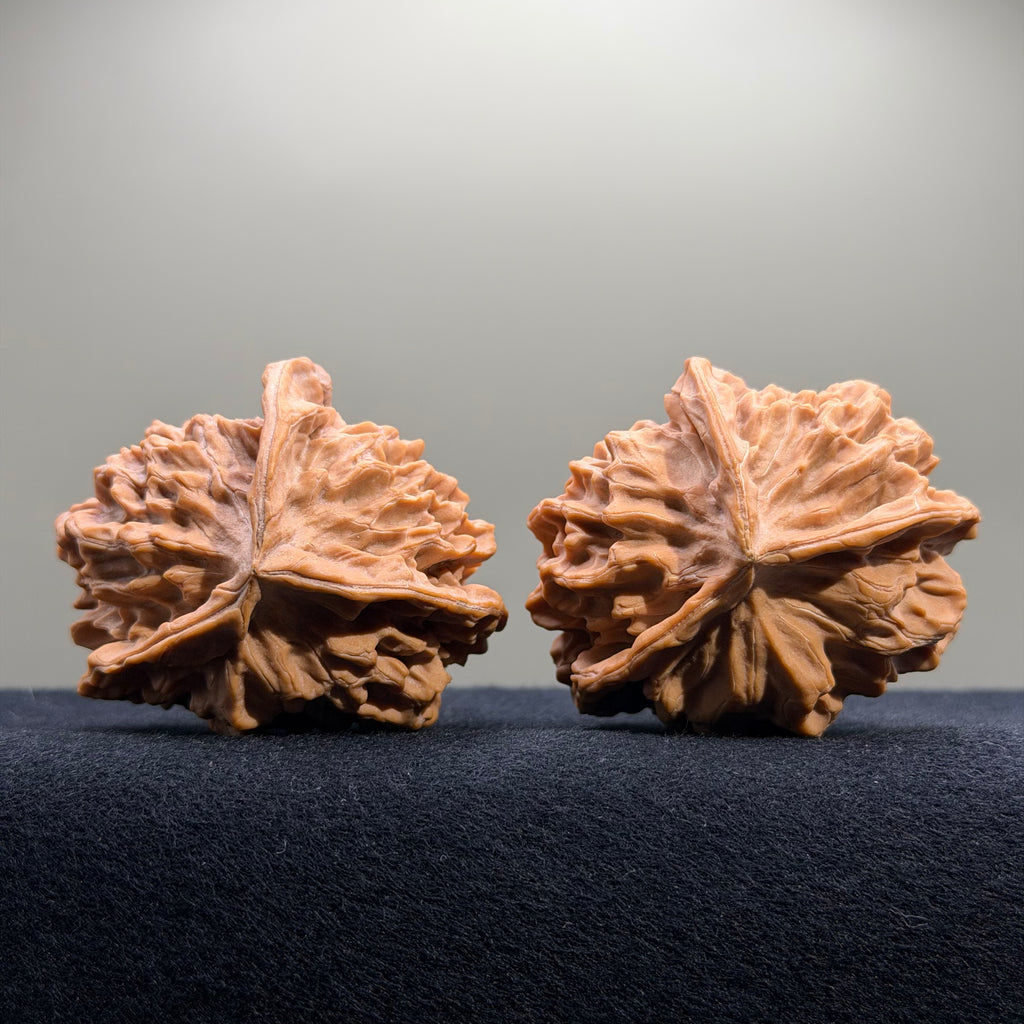 Dragon Cauldron Wenwan Walnut · 53mm · Natural · Premium Ritual
