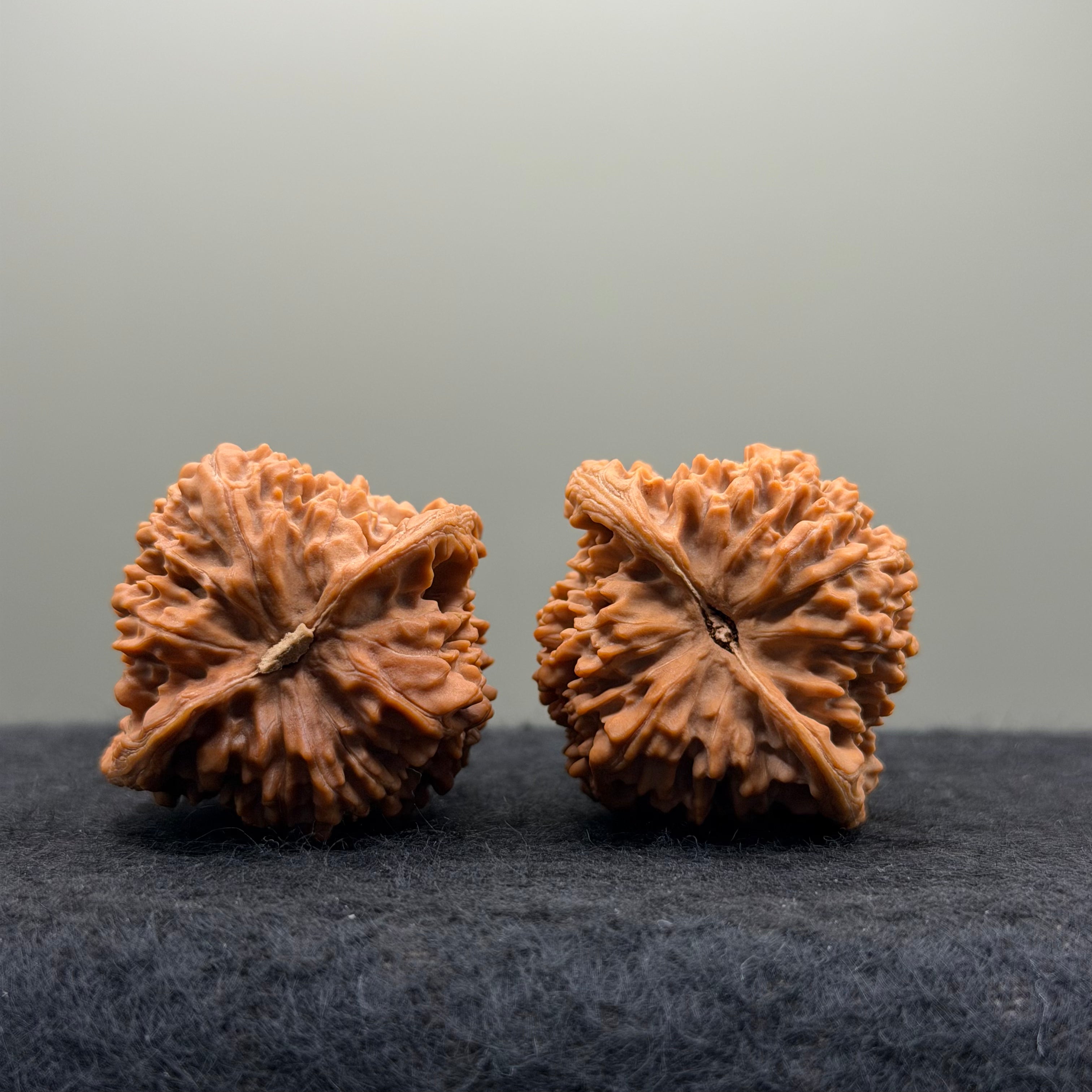 Starry Sky Lion Head Wenwan Walnut