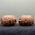 War Drum Lion Head Wenwan Walnut