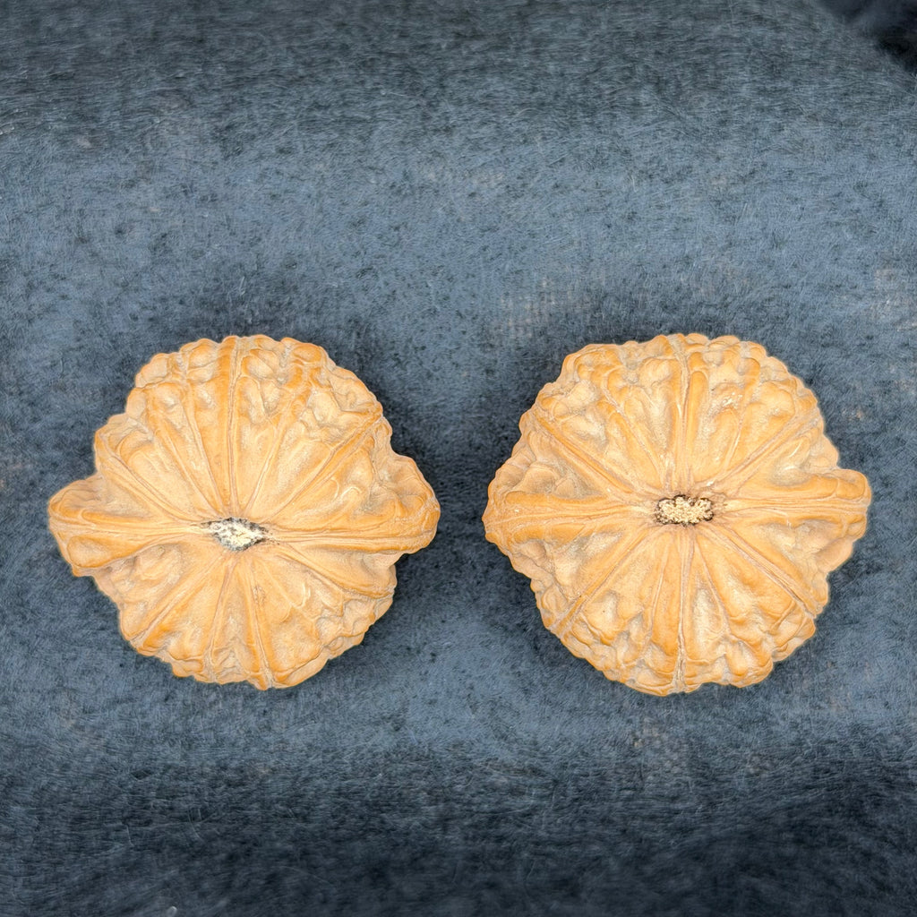 War Drum Lion Head Wenwan Walnut