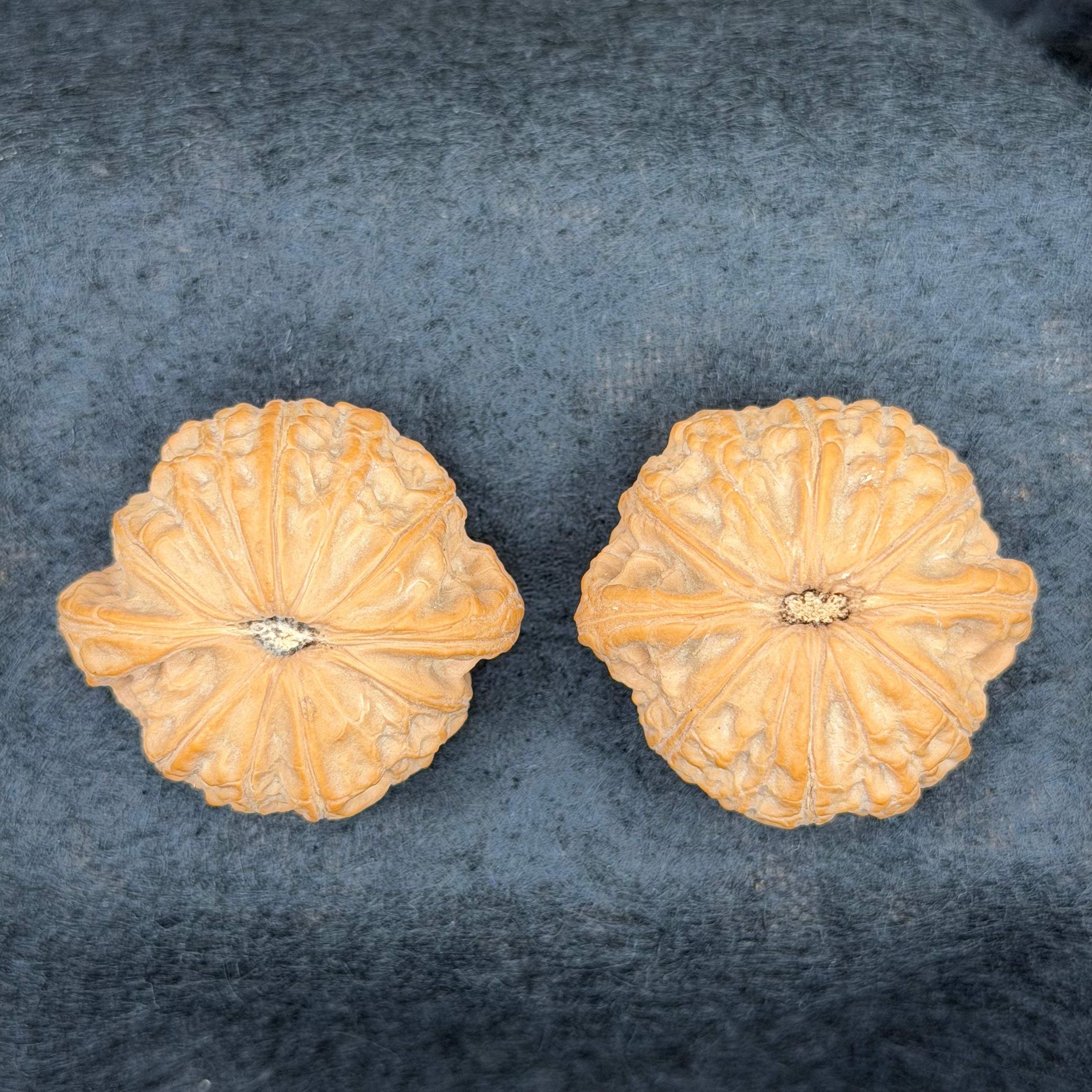 War Drum Lion Head Wenwan Walnut