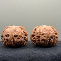 War Drum Lion Head Wenwan Walnut