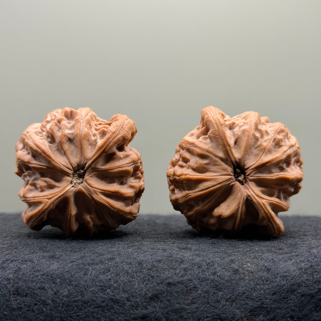 War Drum Lion Head Wenwan Walnut