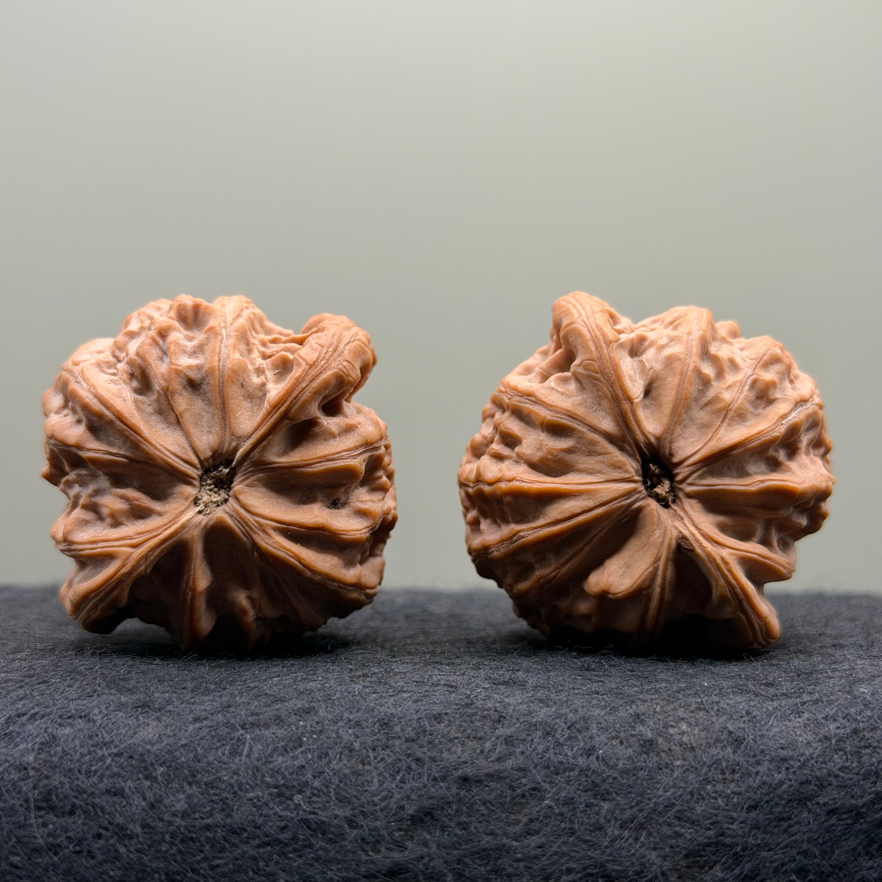 War Drum Lion Head Wenwan Walnut