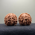 Apple Orchard Wenwan Walnut · 39mm · Natural · Select Ritual