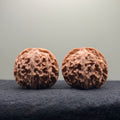Apple Orchard Wenwan Walnut · 39mm · Natural · Select Ritual