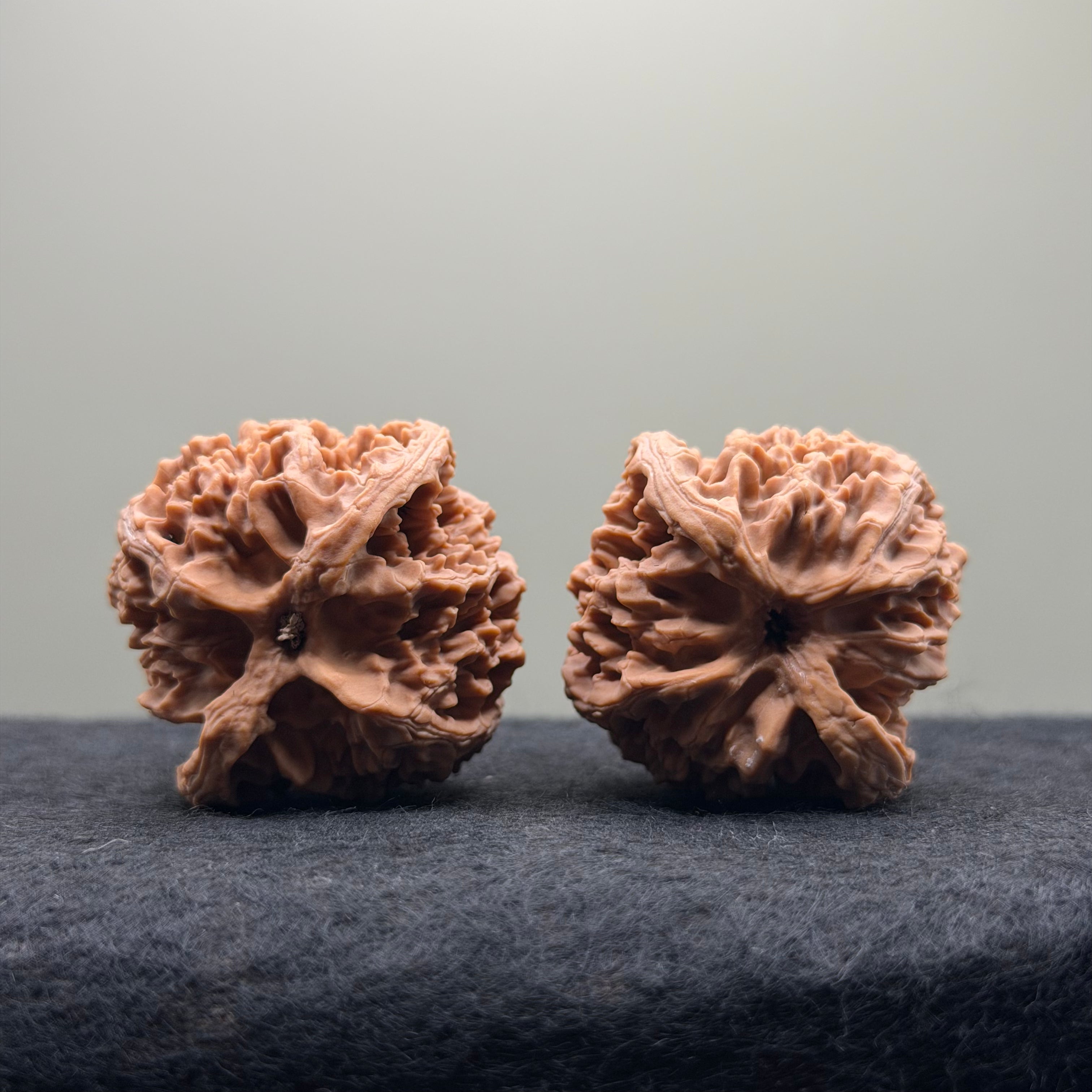 Apple Orchard Wenwan Walnut · 39mm · Natural · Select Ritual