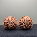 Apple Orchard Wenwan Walnut · 40mm · Natural · Select Ritual