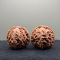 Apple Orchard Wenwan Walnut