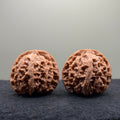 Apple Orchard Wenwan Walnut