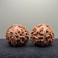 Apple Orchard Wenwan Walnut
