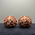 Apple Orchard Wenwan Walnut