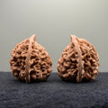 Snake Head Wenwan Walnut