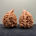 Snake Head Wenwan Walnut
