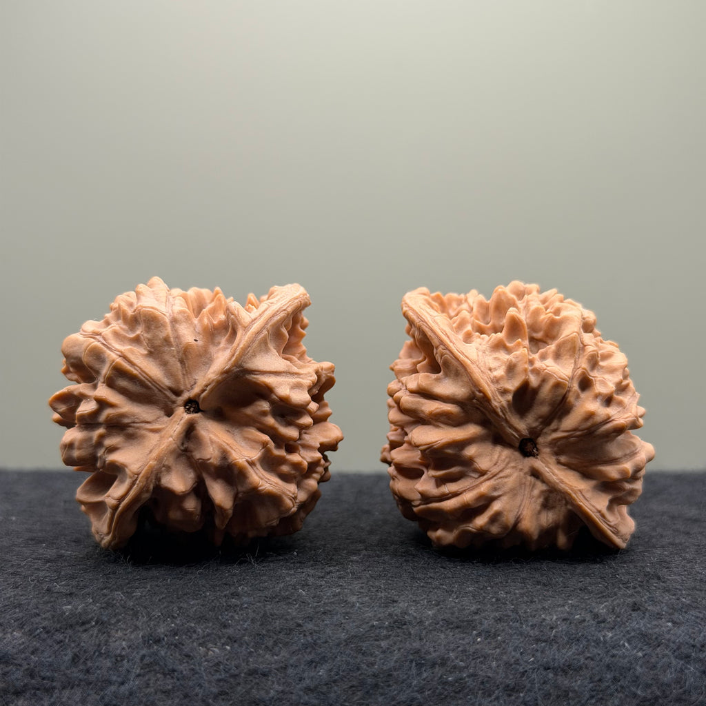 Snake Head Wenwan Walnut