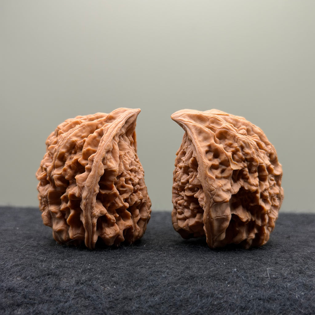 Snake Head Wenwan Walnut