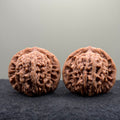 Four Towers Wenwan Walnut · 44mm · Natural · Select Ritual