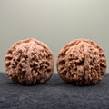 Four Towers Wenwan Walnut · 43mm · Natural · Select Ritual