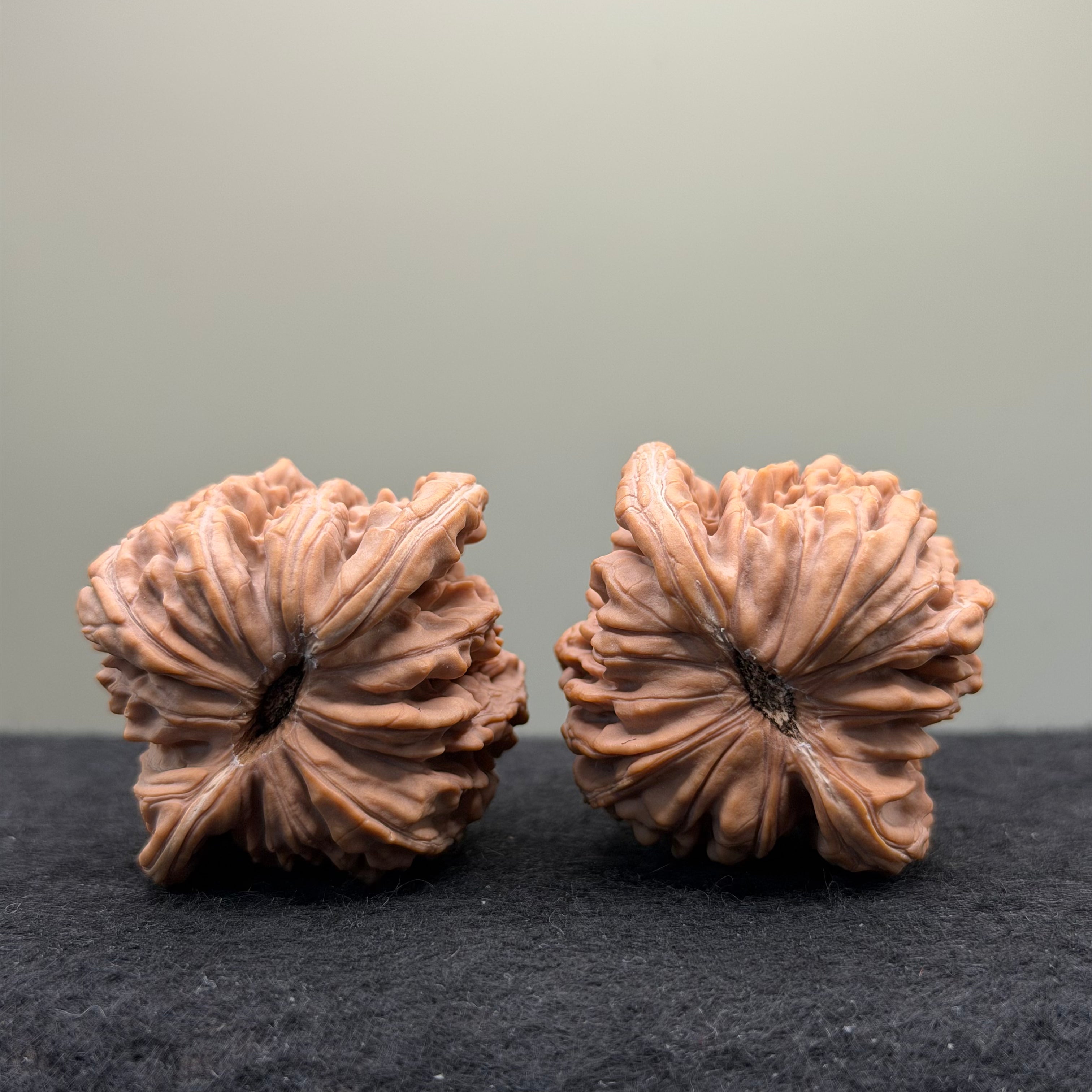 Four Towers Wenwan Walnut · 43mm · Natural · Premium Ritual