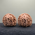 Four Towers Wenwan Walnut · 44mm · Natural · Entry Ritual