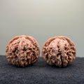 Four Towers Wenwan Walnut · 43mm · Natural · Entry Ritual