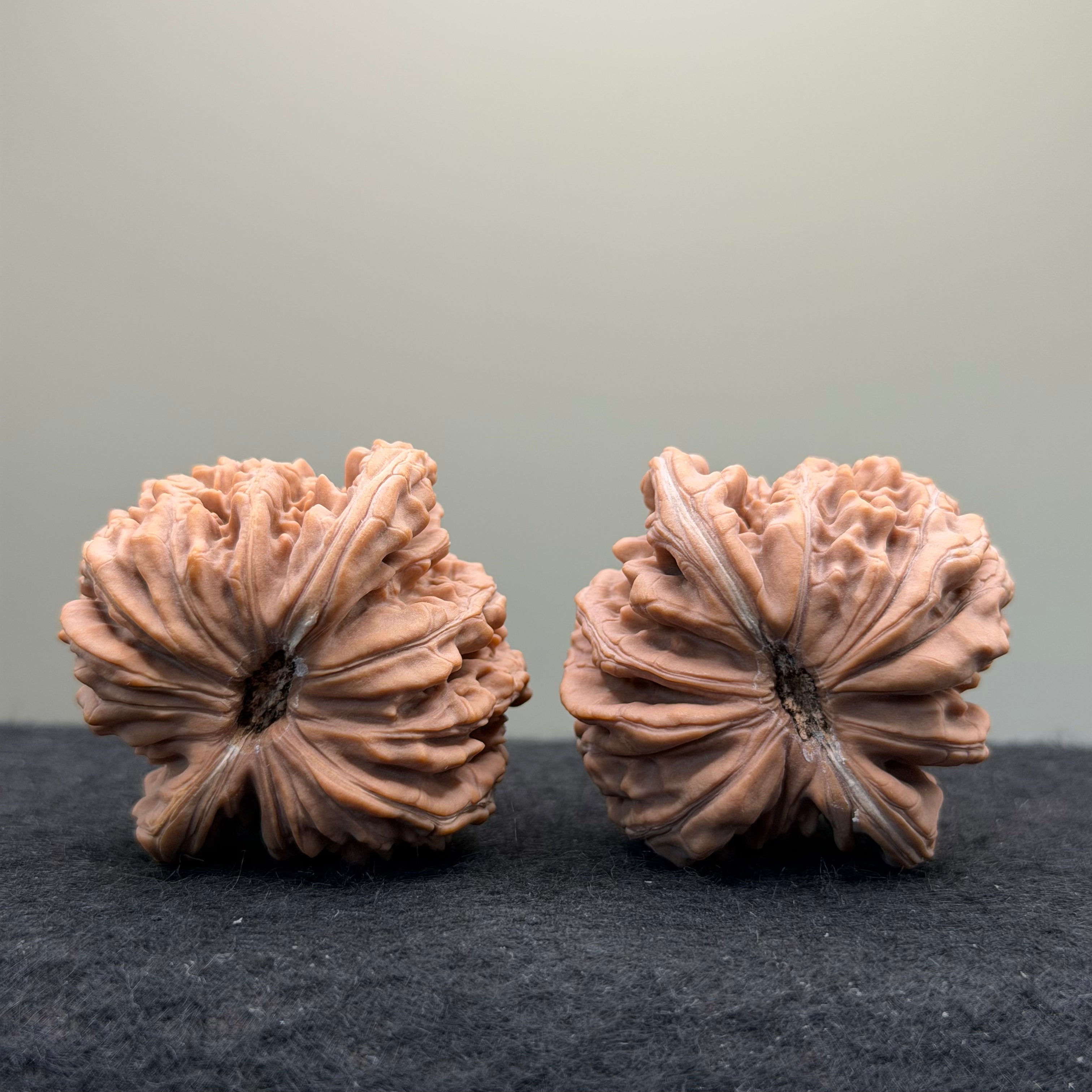 Four Towers Wenwan Walnut · 43mm · Natural · Entry Ritual
