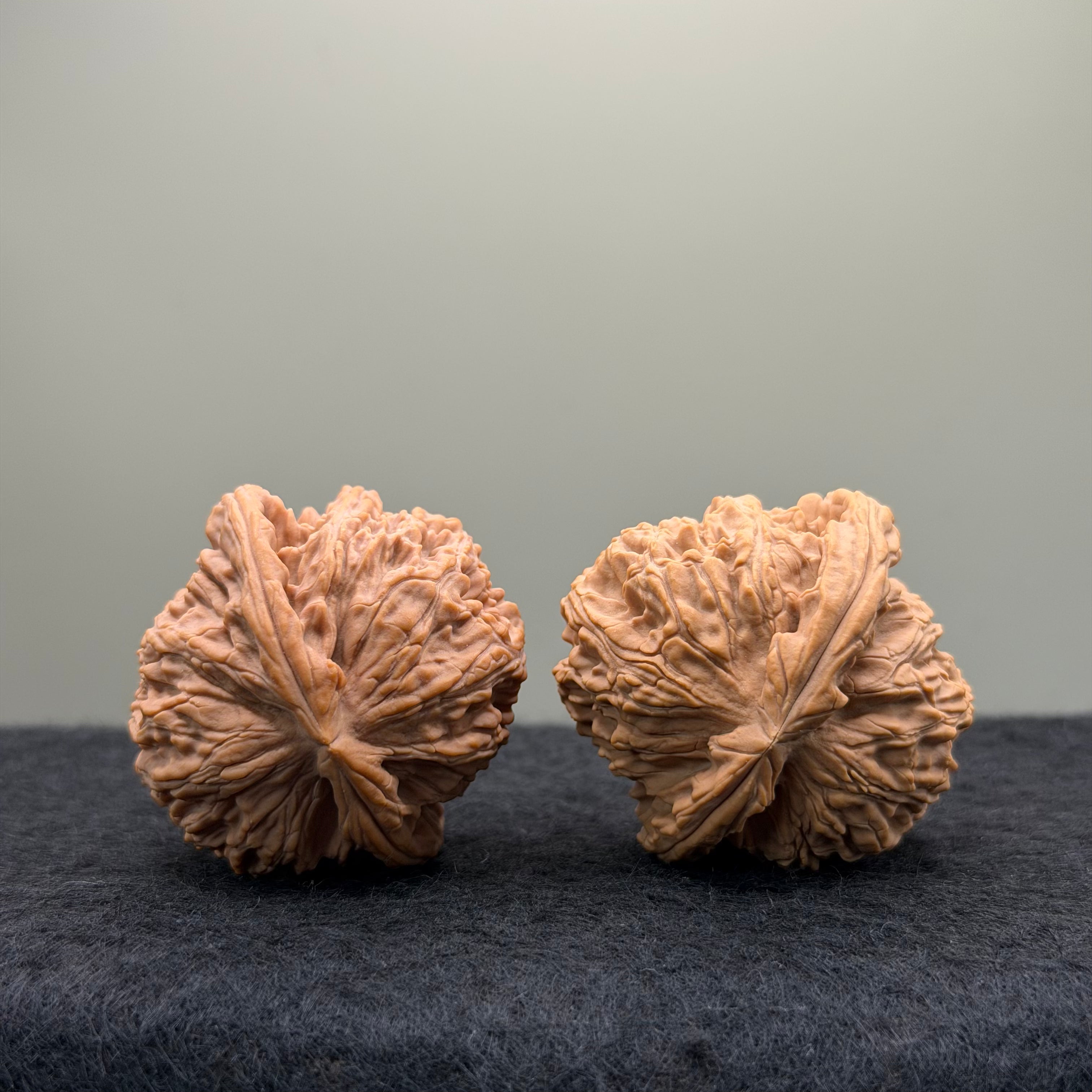 White Lion Wenwan Walnut · 40mm · Natural · Entry Ritual