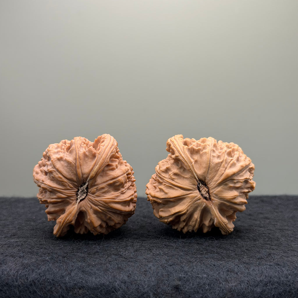 White Lion Wenwan Walnut · 40mm · Natural · Entry Ritual