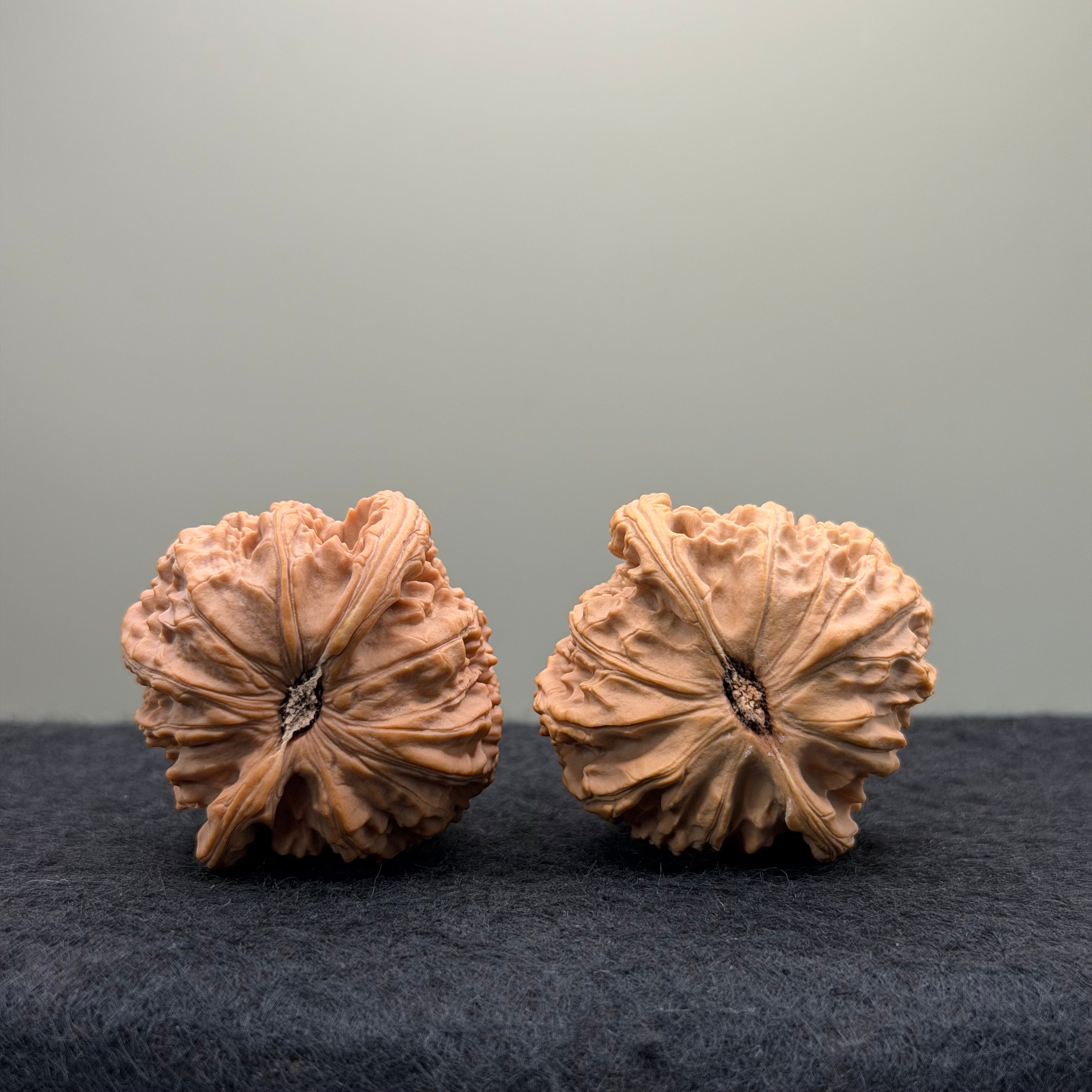 White Lion Wenwan Walnut · 40mm · Natural · Entry Ritual