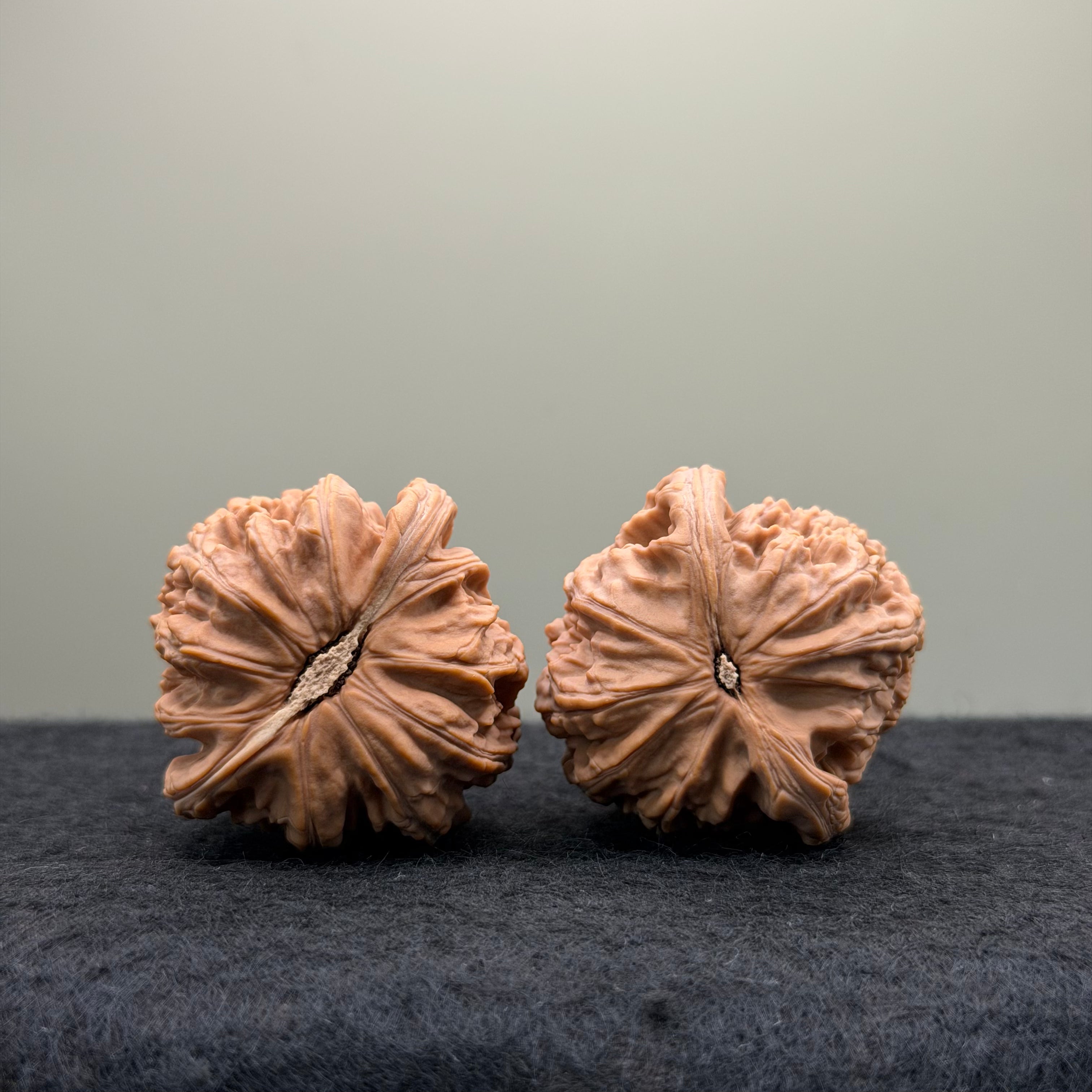 White Lion Wenwan Walnut · 38mm · Natural · Entry Ritual