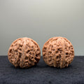 White Lion Wenwan Walnut · 38mm · Natural · Entry Ritual