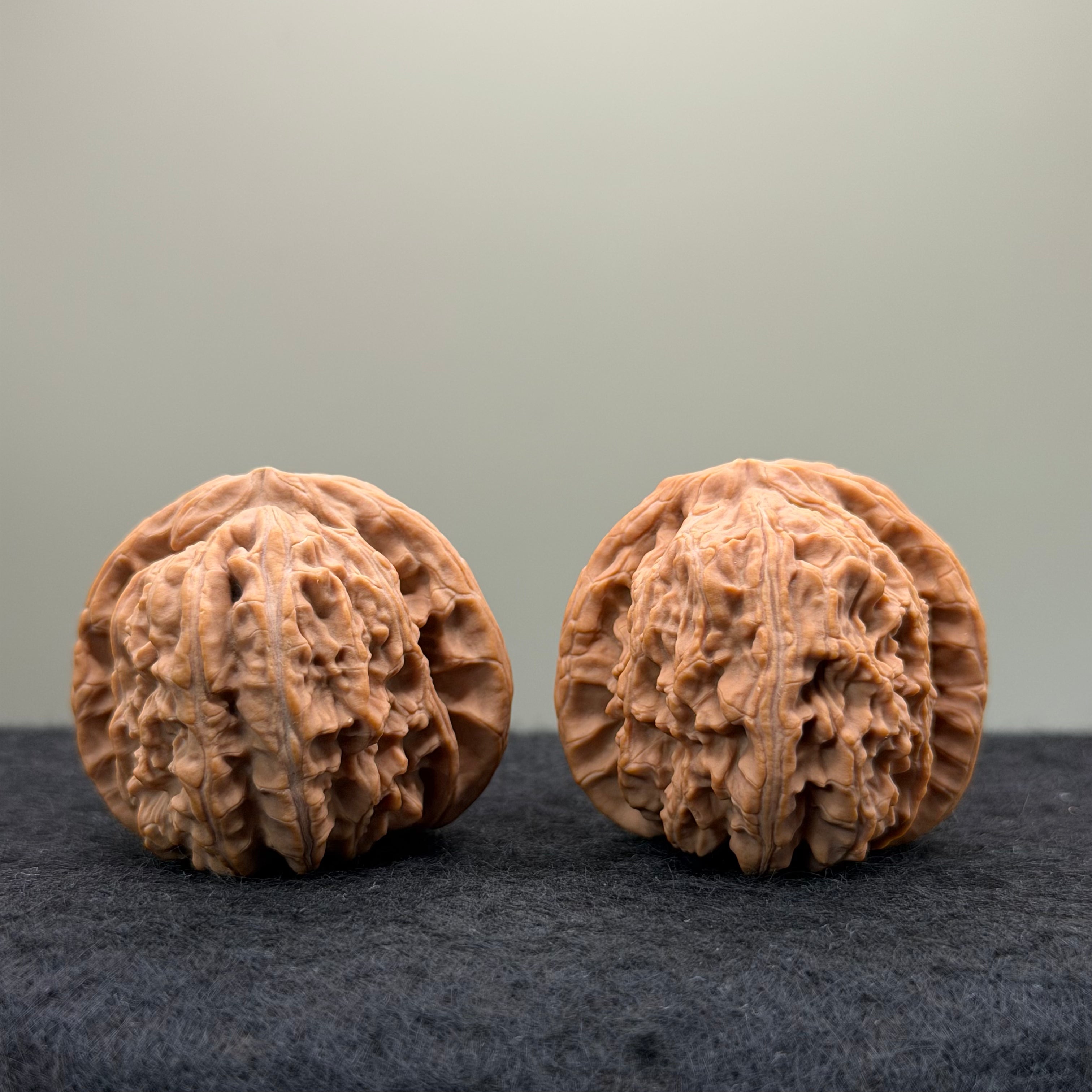 White Lion Wenwan Walnut · 38mm · Natural · Entry Ritual