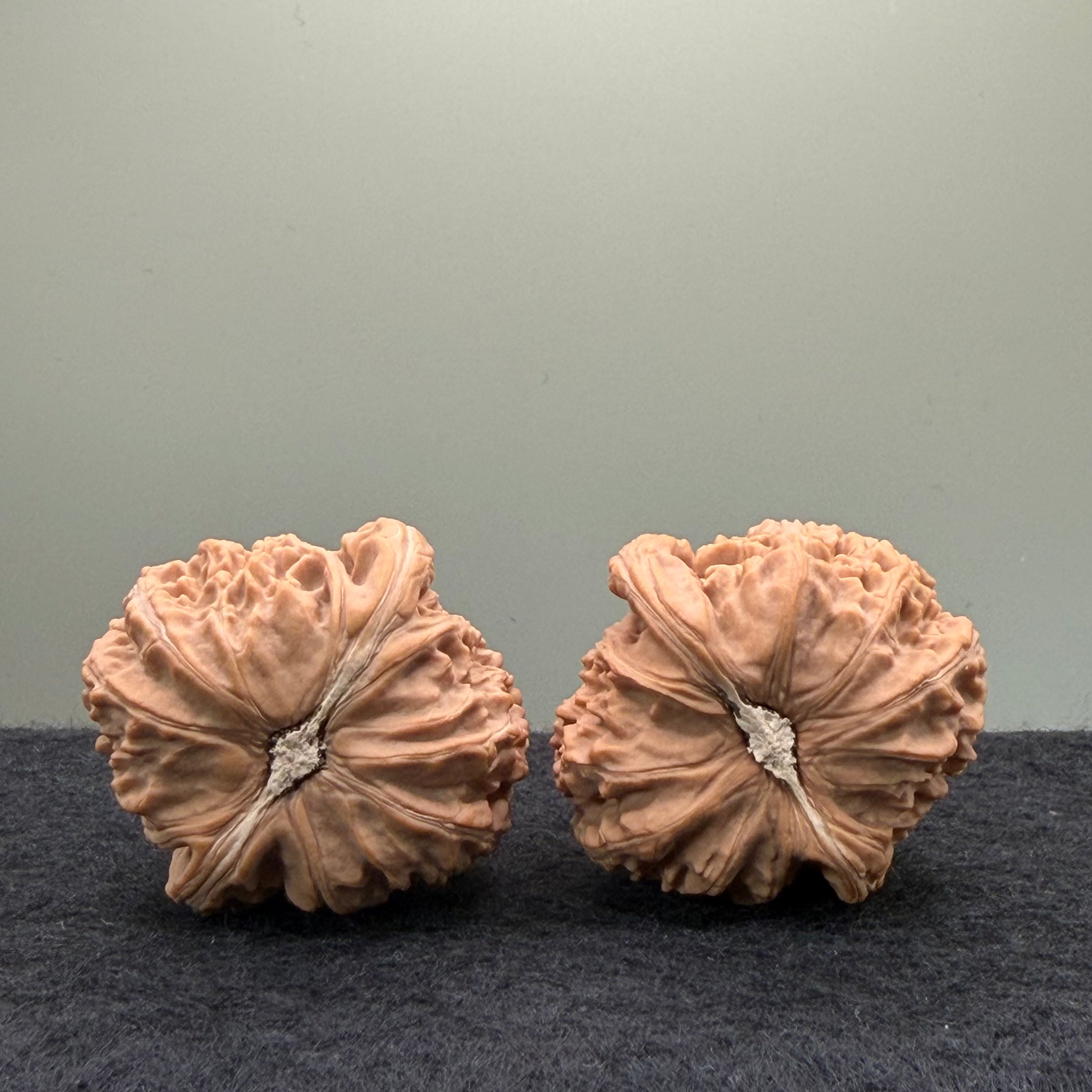White Lion Wenwan Walnut · 38mm · Natural · Entry Ritual