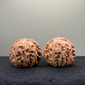 White Lion Wenwan Walnut · 40mm · Natural · Select Ritual