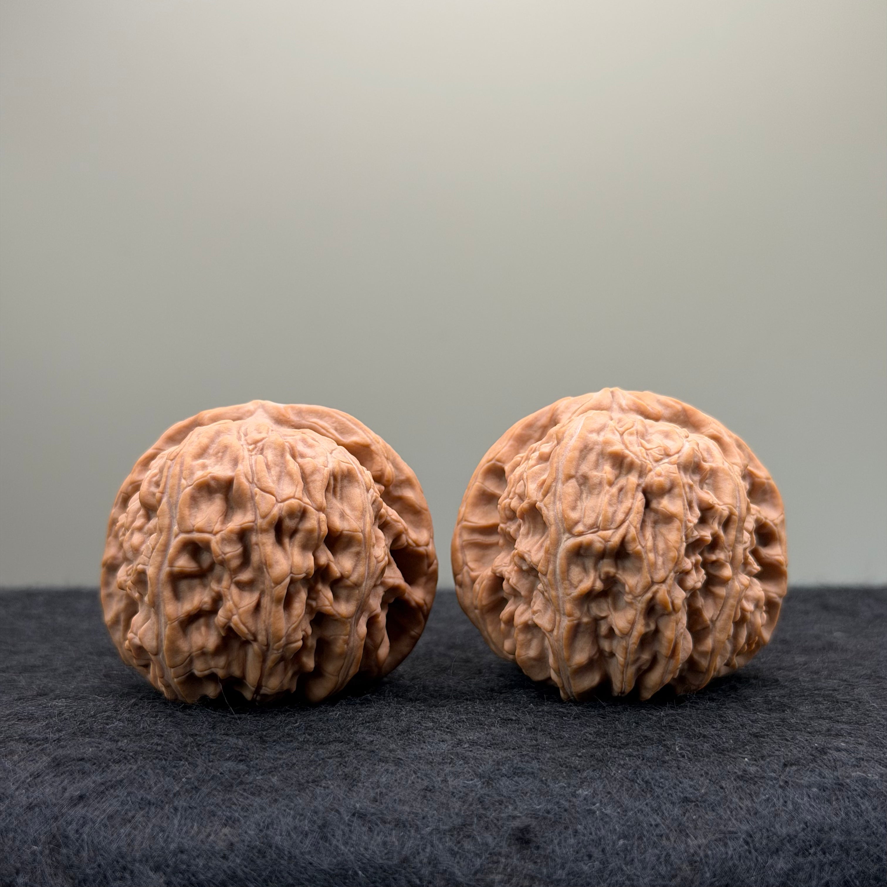 White Lion Wenwan Walnut