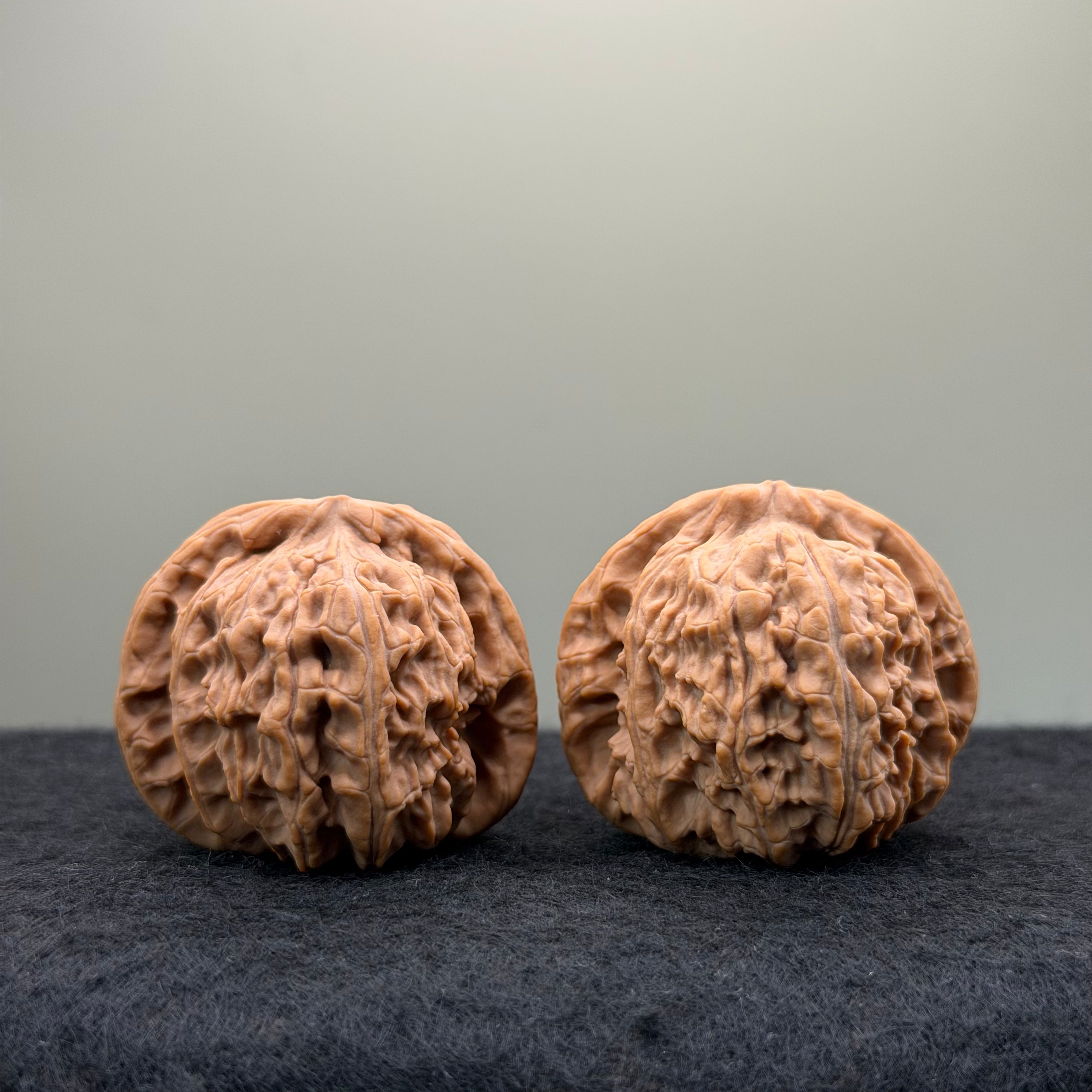 White Lion Wenwan Walnut