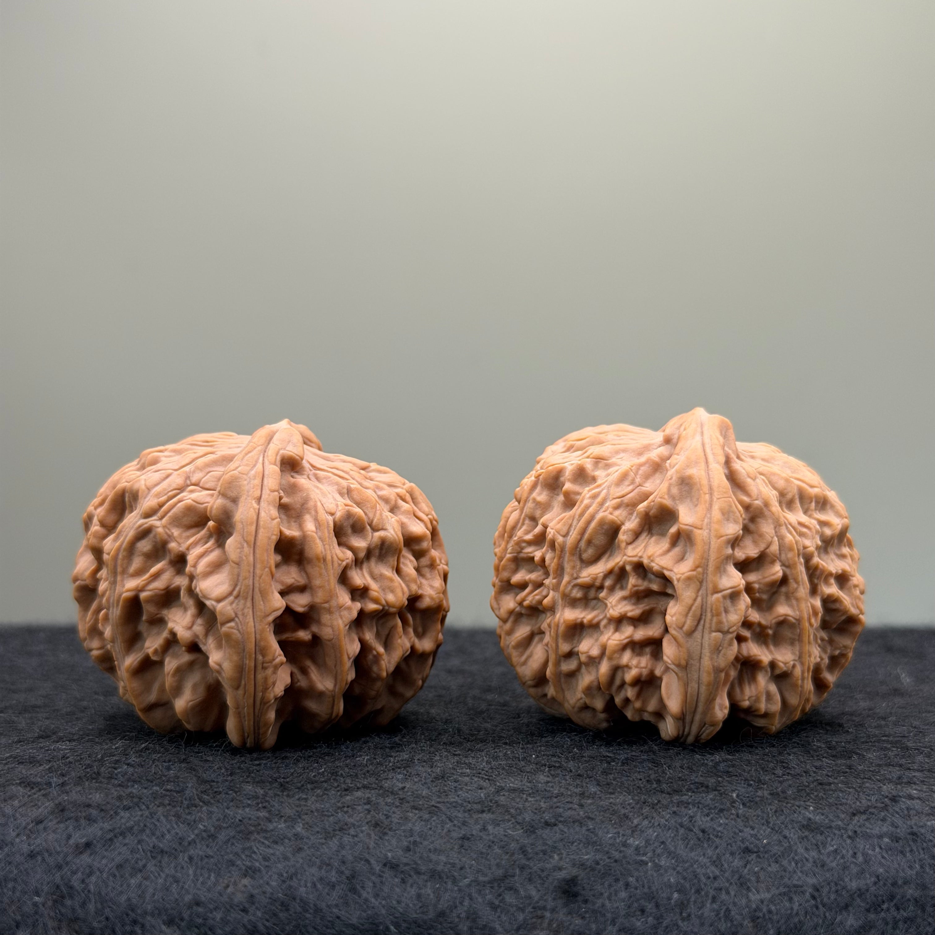 White Lion Wenwan Walnut