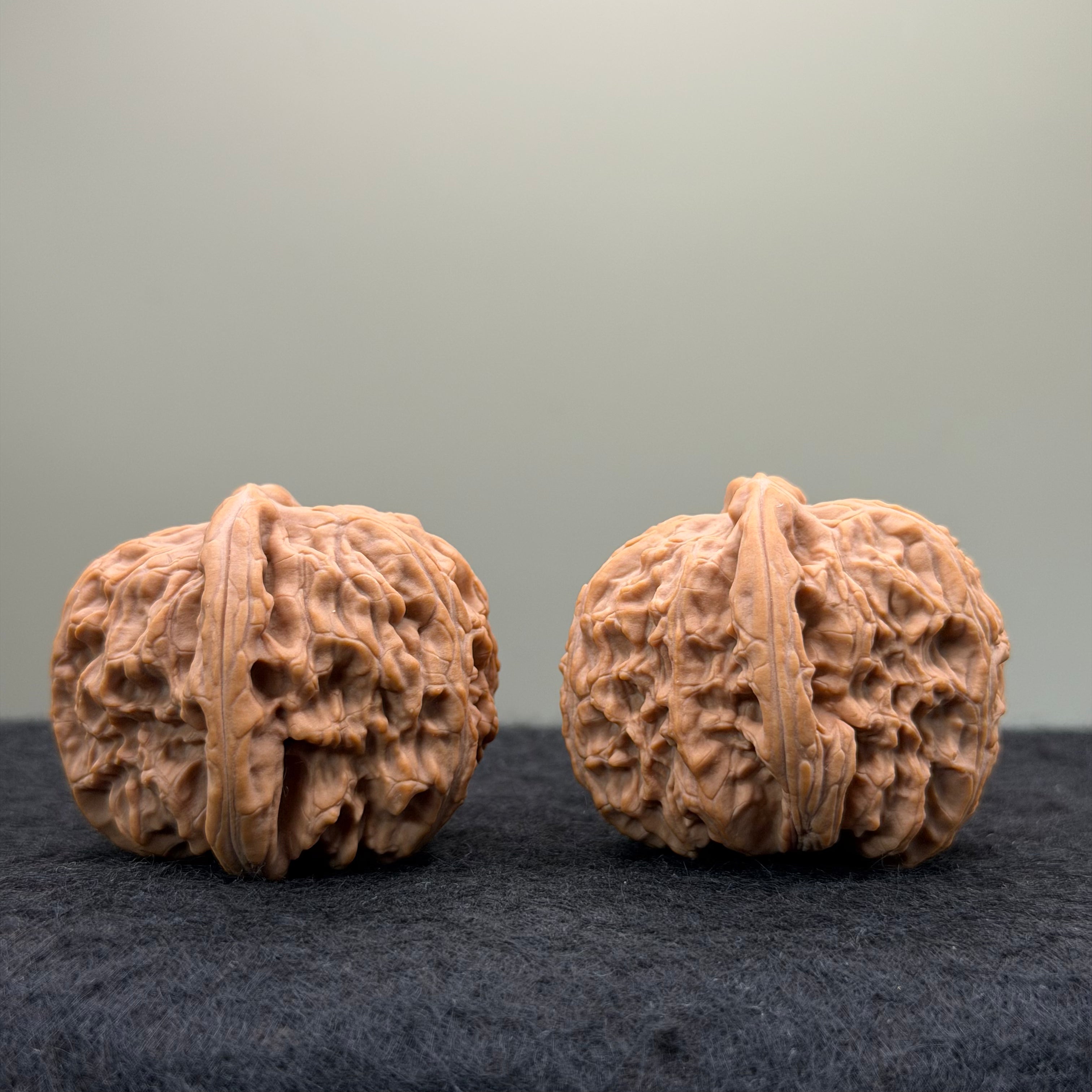 White Lion Wenwan Walnut