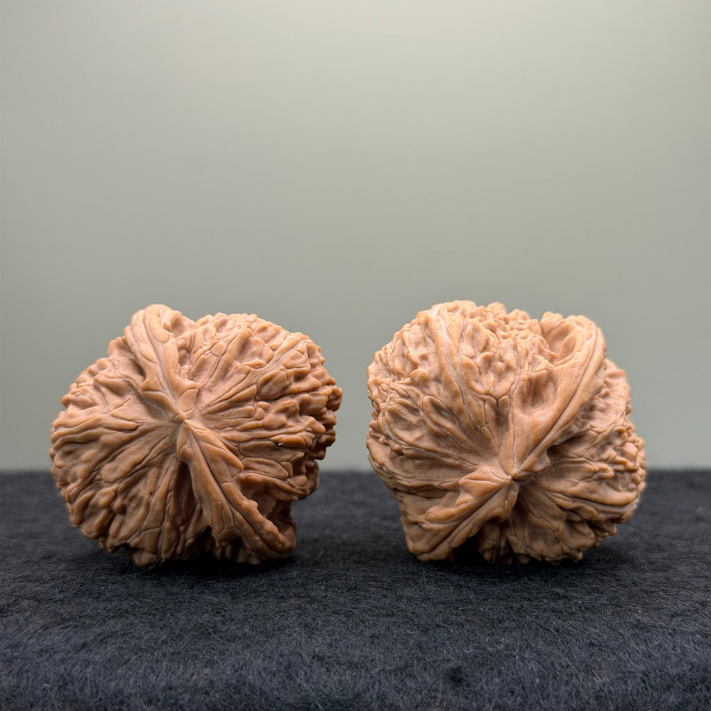 White Lion Wenwan Walnut · 40mm · Natural · Select Ritual