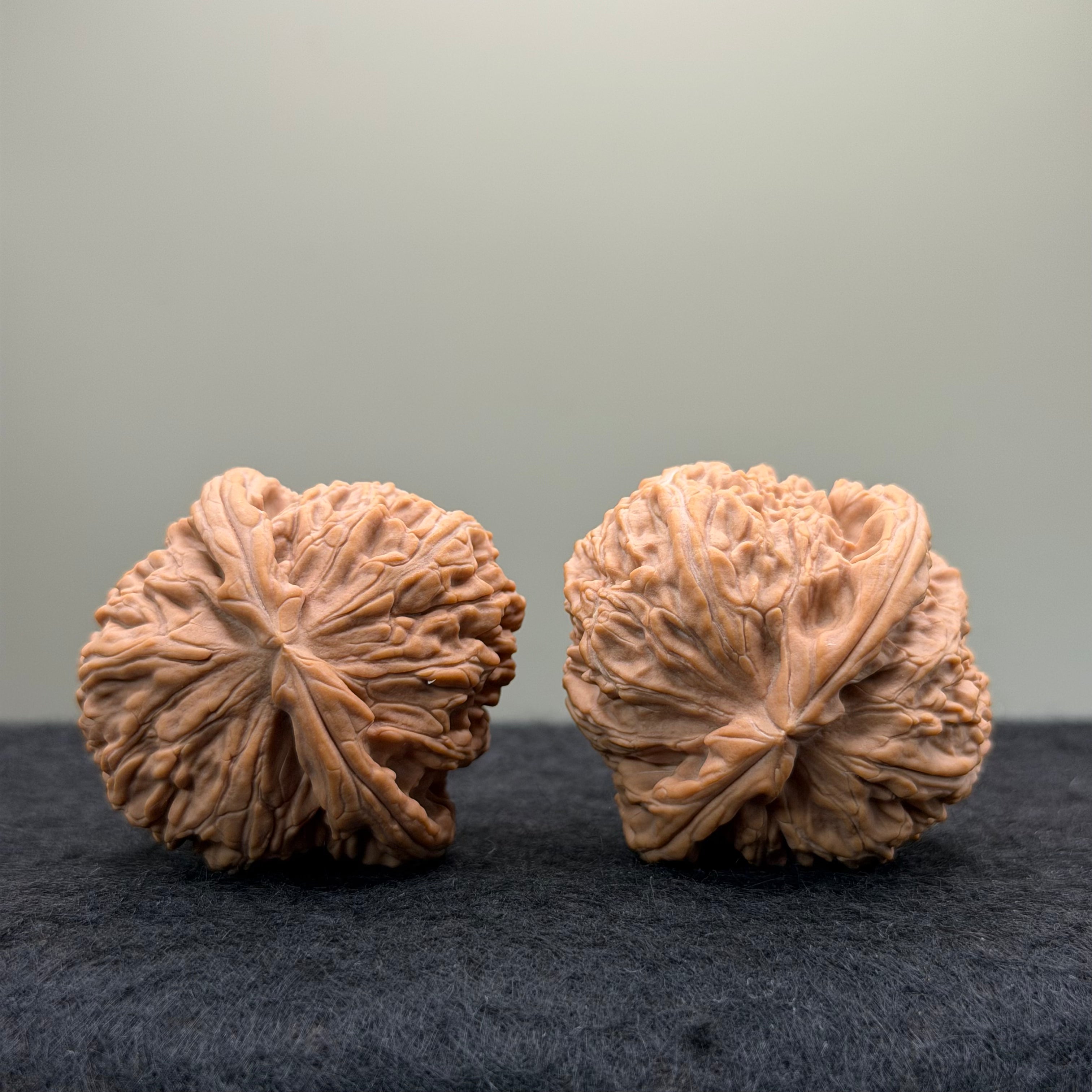 White Lion Wenwan Walnut
