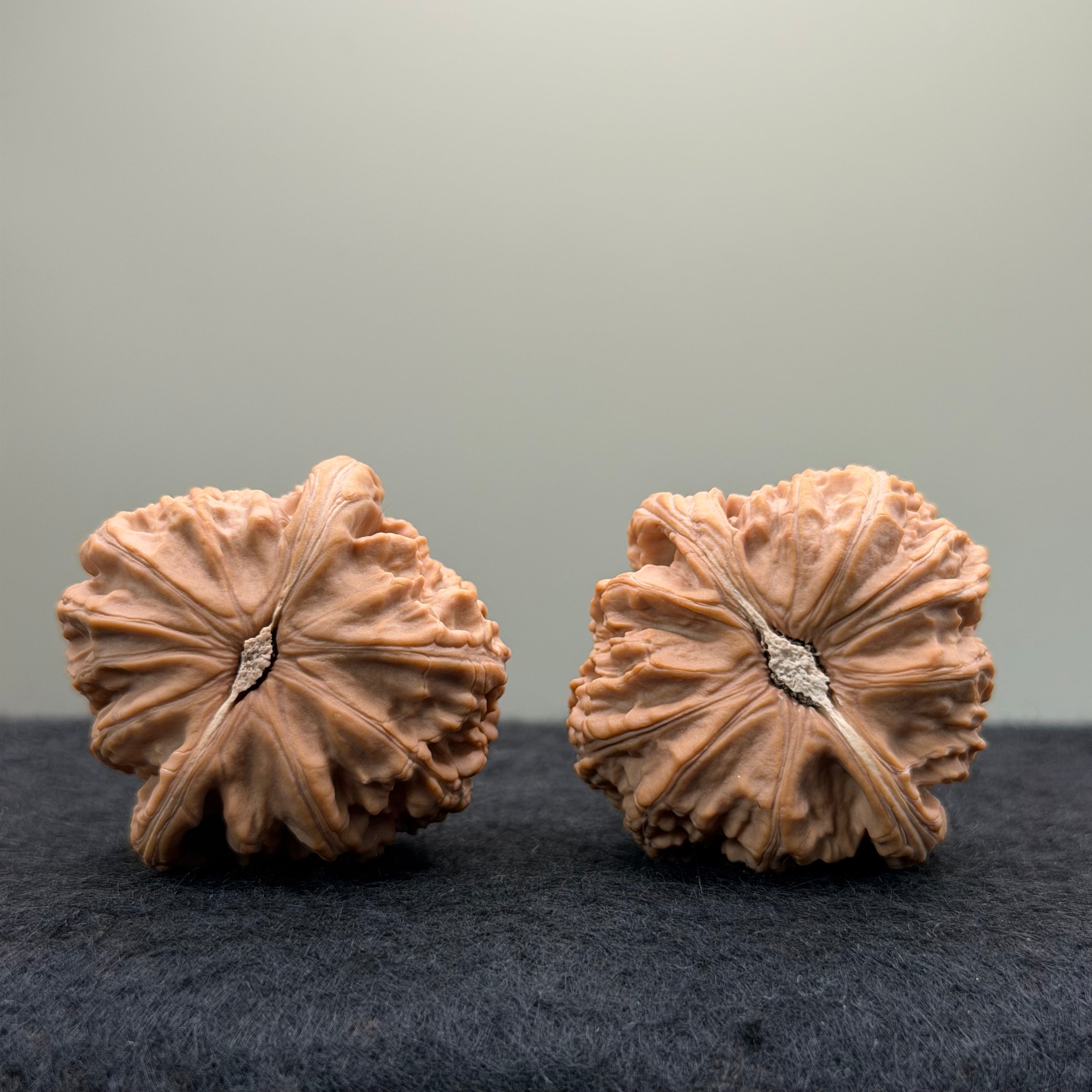 White Lion Wenwan Walnut · 40mm · Natural · Select Ritual