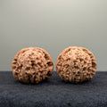 White Lion Wenwan Walnut· 40mm · Natural · Select Ritual