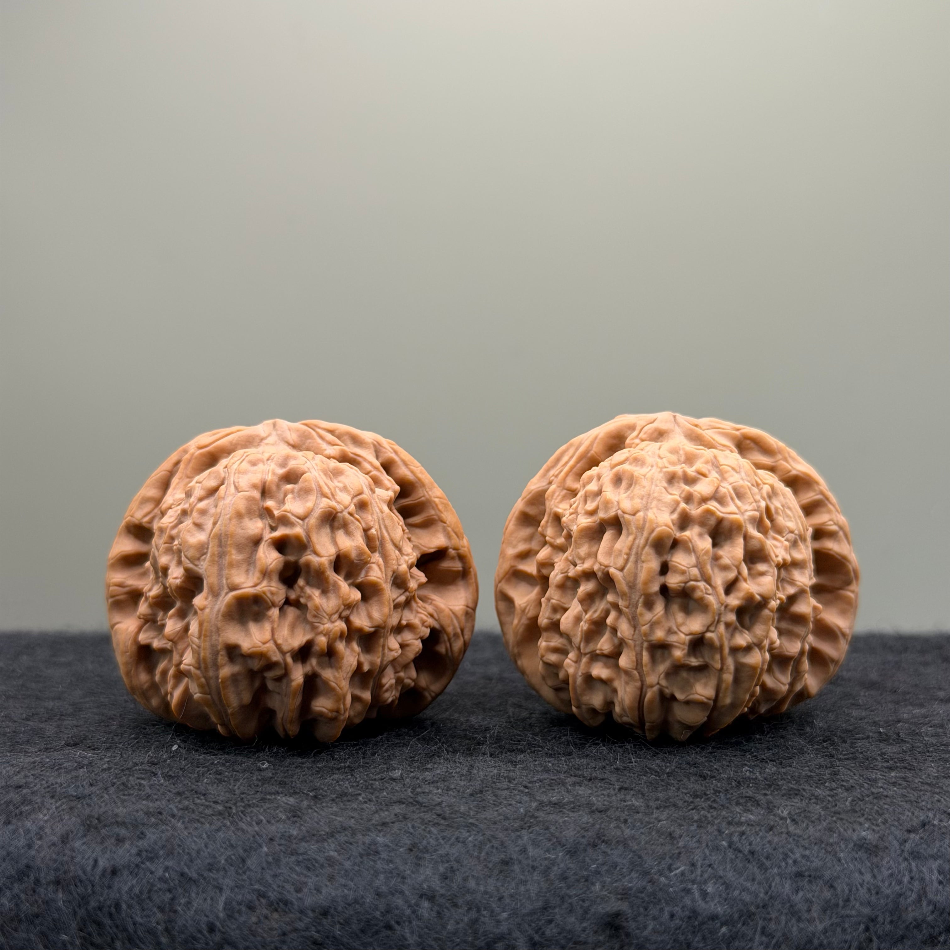 White Lion Wenwan Walnut